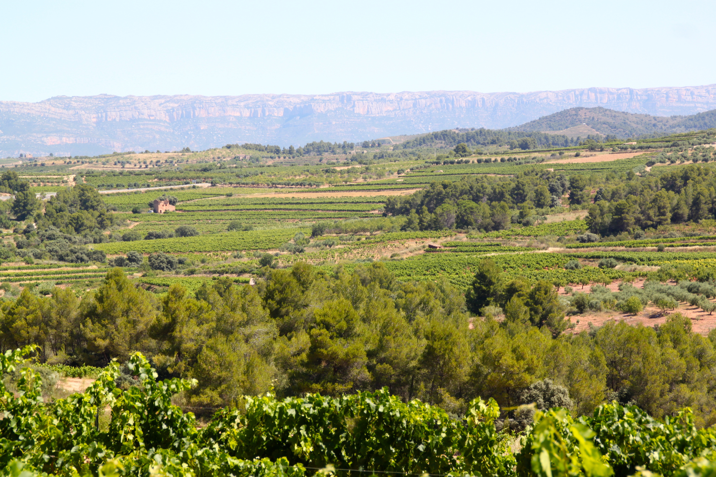 paisatge priorat