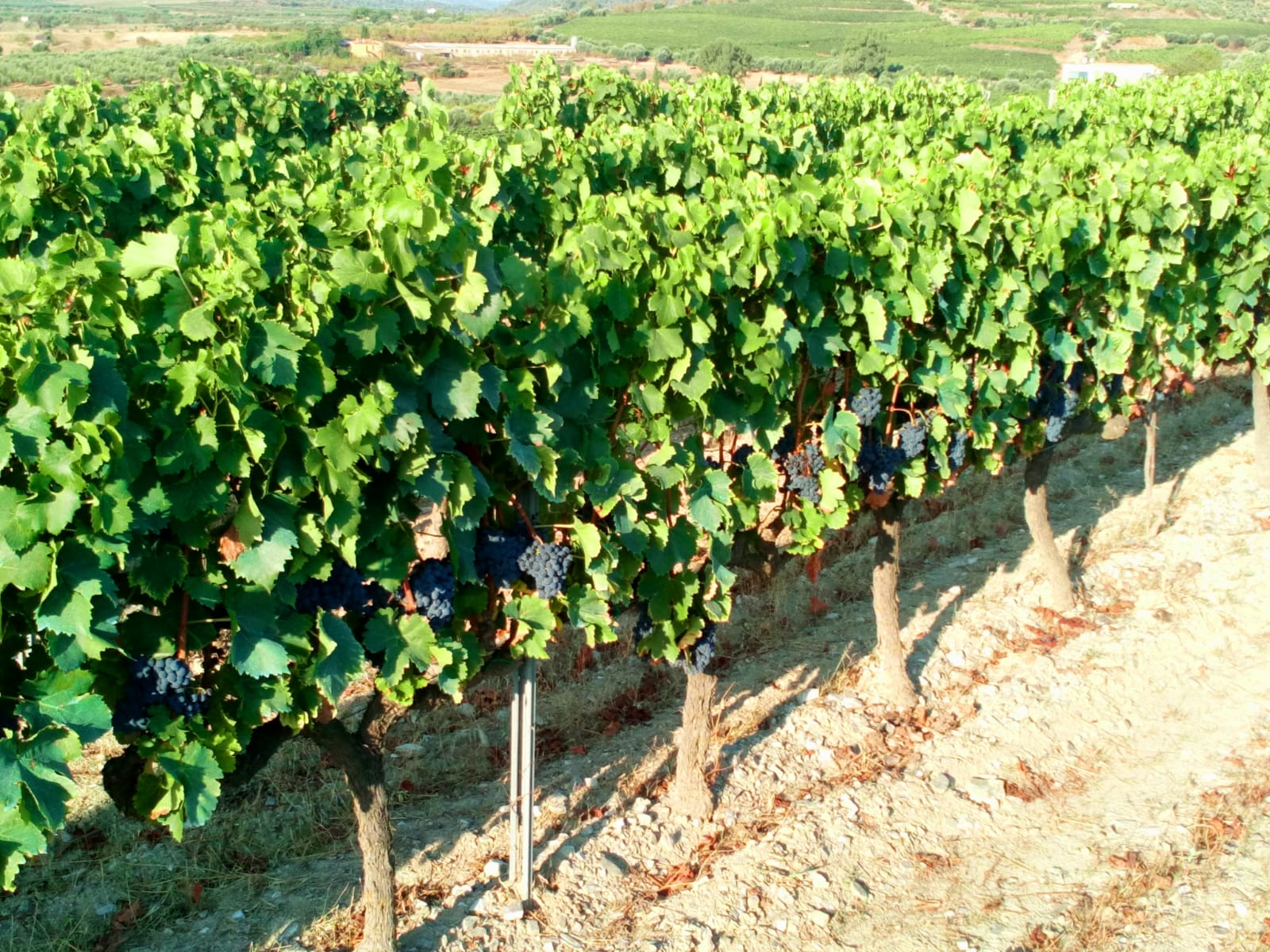 vinyes